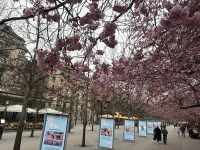 Cherry Blossoms at Kungsträdgården