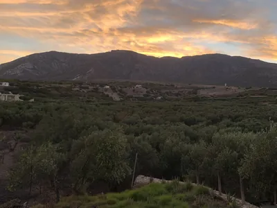 Olives on the way to Elafonissi