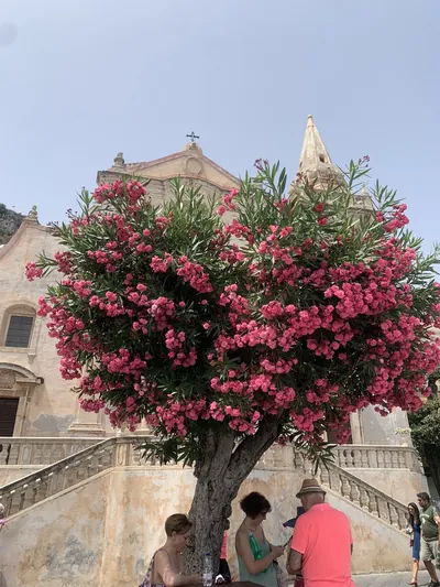 bougainvillea beside Varo Church